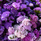 50 Pacific Mix STATICE (Sea Lavender) Mixed Colors  Limonium Sinuatum Flower Seeds