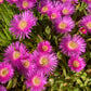 25 Table Mountain ICE PLANT Magenta Fuchsia Delosperma Cooperi Hardy Pink Carpet Flower Seeds