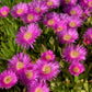 25 Table Mountain ICE PLANT Magenta Fuchsia Delosperma Cooperi Hardy Pink Carpet Flower Seeds