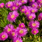 200 MIXED Colors ICE PLANT ( Mesembryanthemum Daisy / Livingstone Daisy ) Dorotheanthus Bellidiformis Flower Seeds