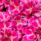 500 Pink FAREWELL TO SPRING Clarkia Elegans Godetia Flower Seeds