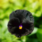 50 BLACK PANSY Clear Crystals Viola Wittrockiana Flower Seeds