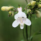 500 PALE BEARDTONGUE Penstemon Pallidus Flower Seeds