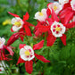 25 CRIMSON STAR COLUMBINE Red & White McKana's Giant Aquilegia Flower Seeds