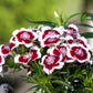 50 HOLBORN GLORY DIANTHUS Barbatus Red & White Sweet William Flower Seeds