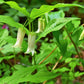 10 HOOKERS FAIRYBELLS Drops of Gold Prosartes Disporum Hookeri Native Flower Seeds