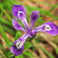 20 Blue & Purple OREGON IRIS ( Tough-Leaf Iris ) Iris Tenax Flower Seeds