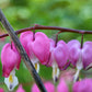 10 Pink FRINGED Fern Leaf BLEEDING HEART Dicentra Eximia Fernleaf Sun or Shade Flower Seeds