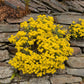 1000 GOLDEN TUFT ALYSSUM Basket of Gold Aurinia Saxatilis Yellow Flower Seeds