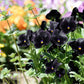 50 BLACK PANSY Clear Crystals Viola Wittrockiana Flower Seeds
