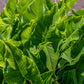 500 White Broadleaf ARROWHEAD Sagittaria Latifolia POND WETLAND Flower Seeds