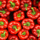 150 Yolo Wonder Sweet RED BELL PEPPER Capiscum Annuum Vegetable Seeds