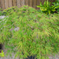 10 Upright GREEN LACELEAF MAPLE Japanese Seiryu Acer Palmatum Dissectum Viridis Tree Seeds
