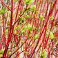 25 FIRE and ICE DOGWOOD Cornus Alba Shrub Tree Variegated Red Bark White Berry & Flower Seeds