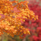 25 SUGAR MAPLE Syrup TREE Native Rock Fall Color Acer Saccharum Seeds
