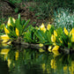 10 Yellow SWAMP LANTERN Moist Lysichiton Americanus Skunk Cabbage Flower Seeds