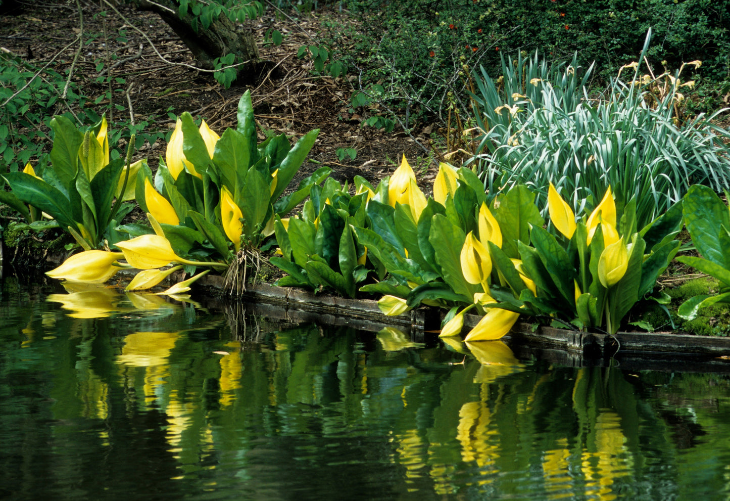 10 Yellow SWAMP LANTERN Moist Lysichiton Americanus Skunk Cabbage Flower Seeds