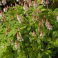 20 HEARTLEAF FOAMFLOWER White & Pink Tiarella Wherryi Coolwort Flower Seeds