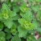 50 BLUE CATMINT Nepeta Mussinii Herb Flower Seeds