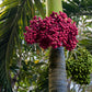 10 Florida ROYAL PALM Roystonea Regia Tree Houseplant Seeds