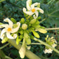 10 DWARF WAIMANALO PAPAYA Solo Hawaiian Carica Fruit Tree Houseplant Seeds
