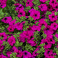 200 Mixed LAURA BUSH PETUNIA Violacea Integrifolia Pink Purple Trumpet Flower Seeds