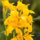 5 YELLOW CANNA LILY Indian Shot Canna Indica Flower Seeds