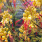 5 DESERT BIRD OF PARADISE Shrub Caesalpinia Gilliesii Poinciana Red & Yellow Flower Seeds