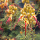 5 DESERT BIRD OF PARADISE Shrub Caesalpinia Gilliesii Poinciana Red & Yellow Flower Seeds