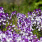 2000 Mixed MOROCCAN TOADFLAX / SNAPDRAGON Linaria Maroccana Flower Seeds