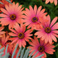 20 MIXED COLORS OSTEOSPERMUM Ecklonis African Cape Daisy Flower Seeds