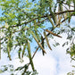 10 Flowering DRUMSTICK TREE Moringa Oleifera Seeds (Miracle Tree / Ben Oil Tree)