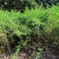 50 TRUE INDIGO Dye Indigo Indigofera Tinctoria Pink Purple Sub Shrub Flower Seeds