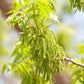 5 HARDY PECAN Tree Carya Illinoinensis King Nut Native Fruit Tree Seeds