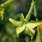100 LIME GREEN NICOTIANA Alata Flowering Tobacco Seeds