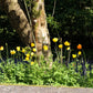 20 Yellow WELSH POPPY Meconopsis Papaver Cambricum Perennial Shade Flower Seeds