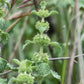 100 White HOREHOUND Marrubium Vulgare Herb Flower Seeds