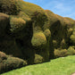 10 ENGLISH YEW Taxus Baccata Tree Shrub Conifer Sun or Shade Red Ornamental Berry Seeds