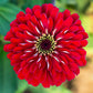 250 Red CHERRY QUEEN ZINNIA Elegans Flower Seeds
