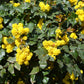 20 OREGON GRAPE Holly Fruit Vine Hollyleaved Barberry Mahonia Aquifolium Seeds