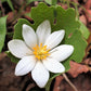 10 White BLOODROOT Sanguinaria Canadensis Shade Ground Cover Flower Seeds