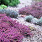 100 Scotch TRUE HEATHER Shrub Scot's Purple Pink Flower Calluna Vulgaris Seeds