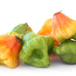 40 Orange SCOTCH BONNET PEPPER very hot Jamaican Capsicum Chinense Vegetable Seeds