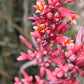 25 RED YUCCA Hesperaloe Parviflora aka Hummingbird, Coral, & Texas Yucca Flower Seeds