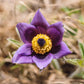 50 PULSATILLA Chinensis / Chinese Purple PASQUE Flower ANEMONE Herb Seeds