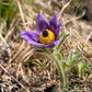 50 PULSATILLA Chinensis / Chinese Purple PASQUE Flower ANEMONE Herb Seeds