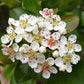50 BLACK CHOKEBERRY Aronia Melanocarpa White Flower Fruit Shrub Seeds