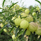 10 BALLOON MILKWEED Hairy Balls Butterfly Weed Asclepias Gomphocarpus Physocarpus Monarch Flower Seeds