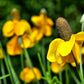 3000 CLASPING CONEFLOWER Rudbeckia Amplexicaulis Yellow Flower Seeds