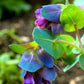 10 BLUE SHRIMP PLANT / Honeywort Cerinthe Major Flower Seeds